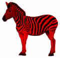 Red Zebra - Songs and stripes